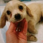 Erin Moriarty Instagram - Friends, chocolate, and puppies. That’s it. That’s the answer.