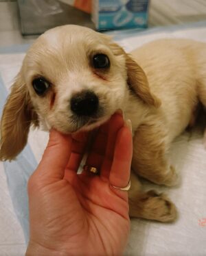 Erin Moriarty Instagram - Friends, chocolate, and puppies. That’s it. That’s the answer.