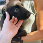 Erin Moriarty Instagram - Spent the morning transporting fosters for @pupswithoutborders; I love this rescue shelter and the humans behind it. If you’re a local with spare time (even a vacant morning), spare dog supplies, or enough for any donation (as small as it gets): check out their page. Cheers to the purest little souls we have left.