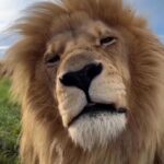 Erkan Petekkaya Instagram - @big.cats.india