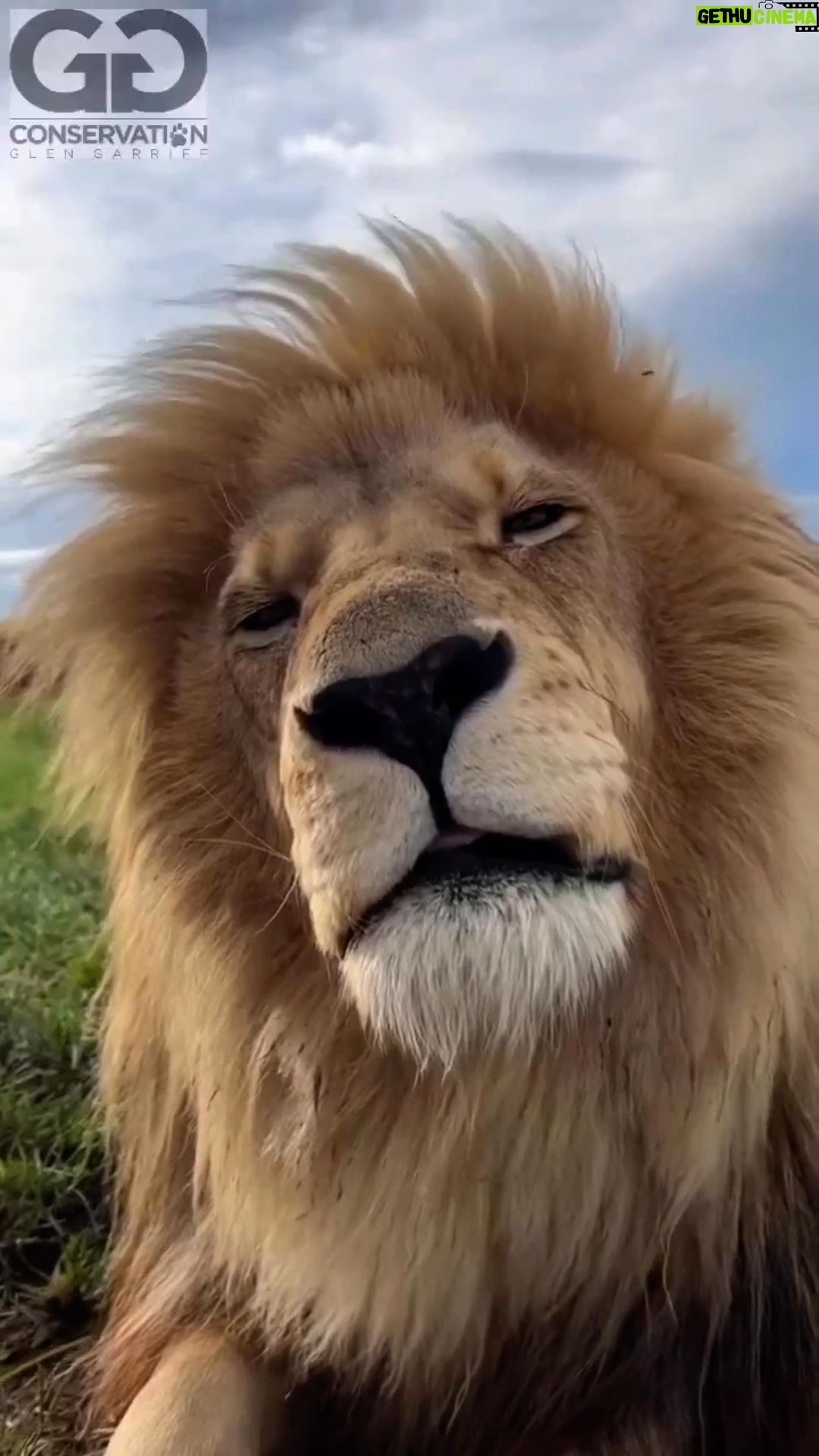 Erkan Petekkaya Instagram - @big.cats.india