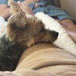Ethan Klein Instagram - I lost my best friend Shredder today. I am in immense pain but also grateful for the time we shared. Shredder was the physical embodiment of mine and Hila’s love, it’s not hyperbole to say he was our first child. He changed me, made me softer, more loving, more empathetic. I knew true companionship, and unconditional love. He died young, almost 6 years old, from kidney failure. It feels bitterly unfair, but I know people lose loved ones early all the time, so I am trying my best to remain grateful for the beautiful life and times we had. He was a fierce protector, often times lunging even at my own family, if they reached for me too quickly (clearly a behavioral problem, but it was his nature to love and protect us. He was also too small to hurt anyone so it was more endearing than troublesome.) He would bark at delivery trucks driving by, convinced that he alone had scared them off (at 10 pounds). He first fell ill with stage 4 kidney disease 6 months ago and he fought with all his love to pull through. When he first came back home, we thought he may make a full recovery. But soon the blood tests showed his kidney had not recovered and the disease would ultimately take him. It’s been a desperately difficult 6 months as I wondered when the unthinkable would happen. Hoping and dreaming, against my better judgement, that he would magically recover, or stabilize for a significantly longer time. That’s sadly not what happened. But what did happen is that we had a wonderful, love filled 6 months together, the majority of time he was his incredible self. All this rambling to say this: I love you forever shredder, our perfect beautiful boy. 1st pic is him a year or two ago before he fell ill. The 2nd and 3rd pic are from today, his last day.