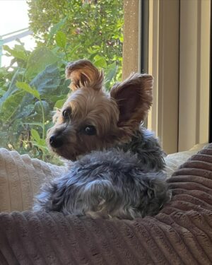 Ethan Klein Instagram - I lost my best friend Shredder today. I am in immense pain but also grateful for the time we shared. Shredder was the physical embodiment of mine and Hila’s love, it’s not hyperbole to say he was our first child. He changed me, made me softer, more loving, more empathetic. I knew true companionship, and unconditional love. He died young, almost 6 years old, from kidney failure. It feels bitterly unfair, but I know people lose loved ones early all the time, so I am trying my best to remain grateful for the beautiful life and times we had. He was a fierce protector, often times lunging even at my own family, if they reached for me too quickly (clearly a behavioral problem, but it was his nature to love and protect us. He was also too small to hurt anyone so it was more endearing than troublesome.) He would bark at delivery trucks driving by, convinced that he alone had scared them off (at 10 pounds). He first fell ill with stage 4 kidney disease 6 months ago and he fought with all his love to pull through. When he first came back home, we thought he may make a full recovery. But soon the blood tests showed his kidney had not recovered and the disease would ultimately take him. It’s been a desperately difficult 6 months as I wondered when the unthinkable would happen. Hoping and dreaming, against my better judgement, that he would magically recover, or stabilize for a significantly longer time. That’s sadly not what happened. But what did happen is that we had a wonderful, love filled 6 months together, the majority of time he was his incredible self.

All this rambling to say this: I love you forever shredder, our perfect beautiful boy. 

1st pic is him a year or two ago before he fell ill. The 2nd and 3rd pic are from today, his last day.