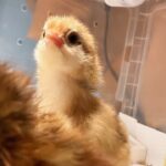 Eugene Instagram – 병아리 부화 성공~! 유정란 5알중 세마리가 태어났어요~~!
알까고 나오는건 처음본지라 너무 신기하고~!
아이들도 너무 좋아하고~!
세상 귀엽다~~~!
나머지 두마리도 나오길 기다리는중…!
