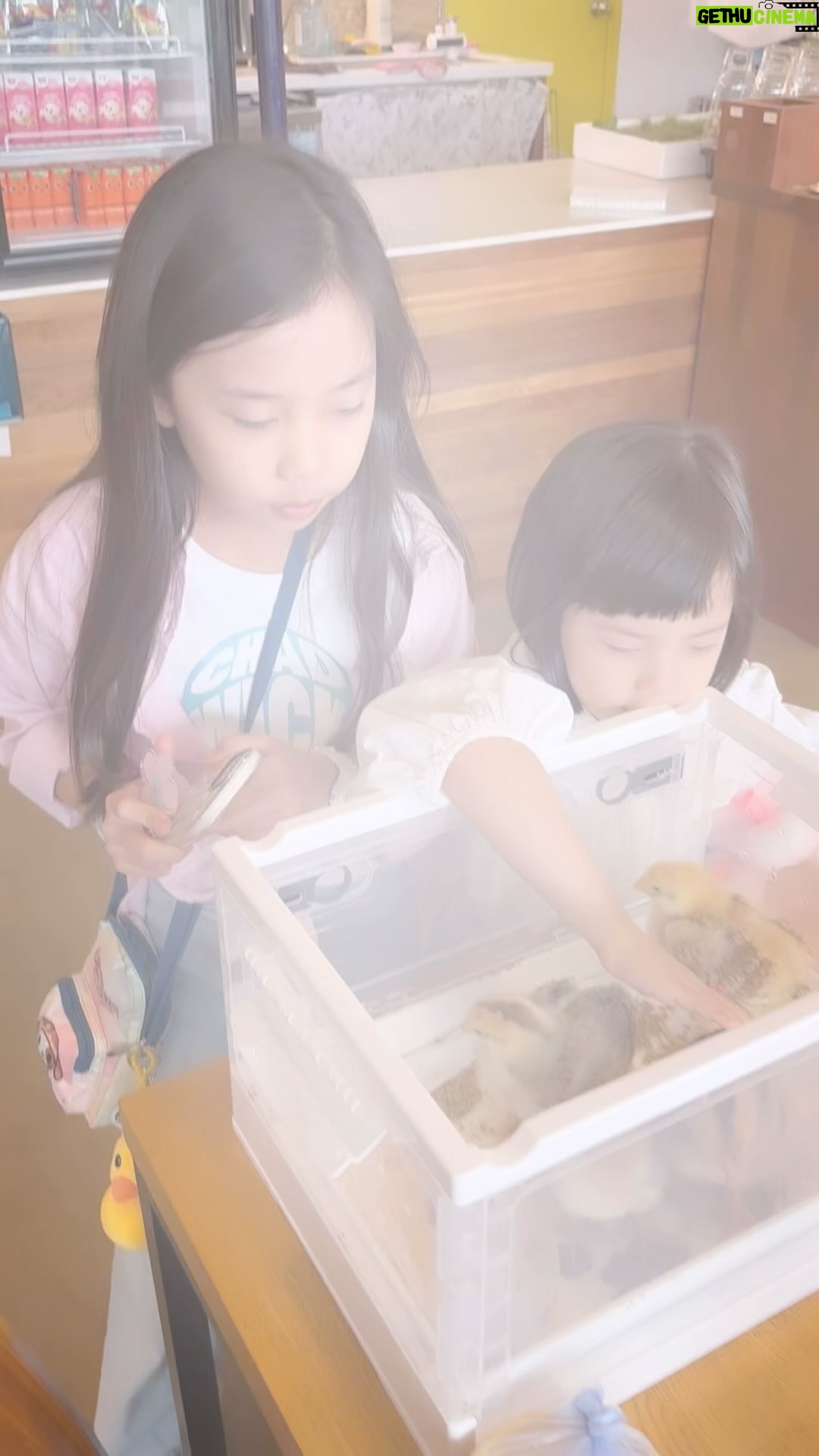 Eugene Instagram - 병아리 부화 2주만에 떠나보냈어요...그 사이 너무 커서 막 날아다니고 싶어하더라구요~! 넓은 곳에서 편하게 지낼수있게 가까운 농장에 보냈습니다~ 깔끔하게 운영되는 동식물 체험농장이라 종종 만나러 갈 수도 있고~ 좋네요😊 홍이야~희양아~이랑아~슈붕아~~~잘 지내!