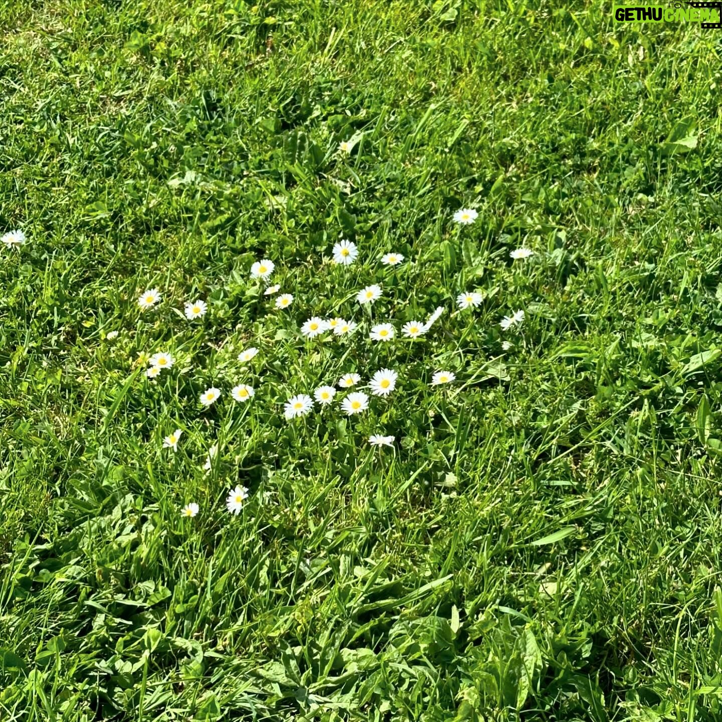 Eugenia Kuzmina Instagram - Flowers and spirit grow in the most unusual places π#writing π¦πΏ thank you @heckfield_place for the stay during filming an appearance scene @davidayermovies and connecting with the nature #natureisnurture β¦.ππ