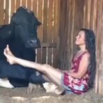 Eva Green Instagram - Cows like music 🎶, just like us ! It helps to relax them and make them feel comfortable . The vibrations from the music help relax their muscles and make them feel less stressed . Cows typically respond to classical music but can enjoy other genres 🐮🤍 The lovely lady in the video is Patricia of the sanctuary @ahimsa.santuariovaledarainha . She’s singing to Master Ox Sidartha, who unfortunately passed away this past Christmas eve 🖤