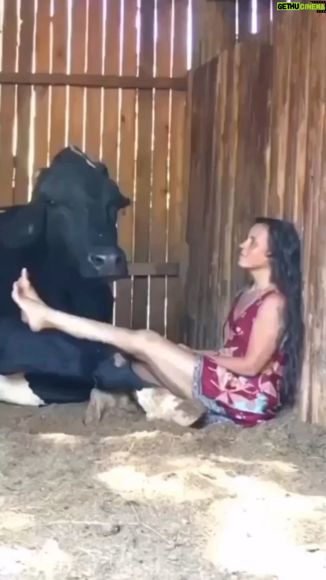 Eva Green Instagram - Cows like music ๐ถ, just like us ! It helps to relax them and make them feel comfortable . The vibrations from the music help relax their muscles and make them feel less stressed . Cows typically respond to classical music but can enjoy other genres ๐ฎ๐ค The lovely lady in the video is Patricia of the sanctuary @ahimsa.santuariovaledarainha . Sheโs singing to Master Ox Sidartha, who unfortunately passed away this past Christmas eve ๐ค