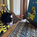 Eva Green Instagram – The most fabulous portrait of Mister Winston by the fabulous , incredibly gifted  @rubyrose 🐝🖤