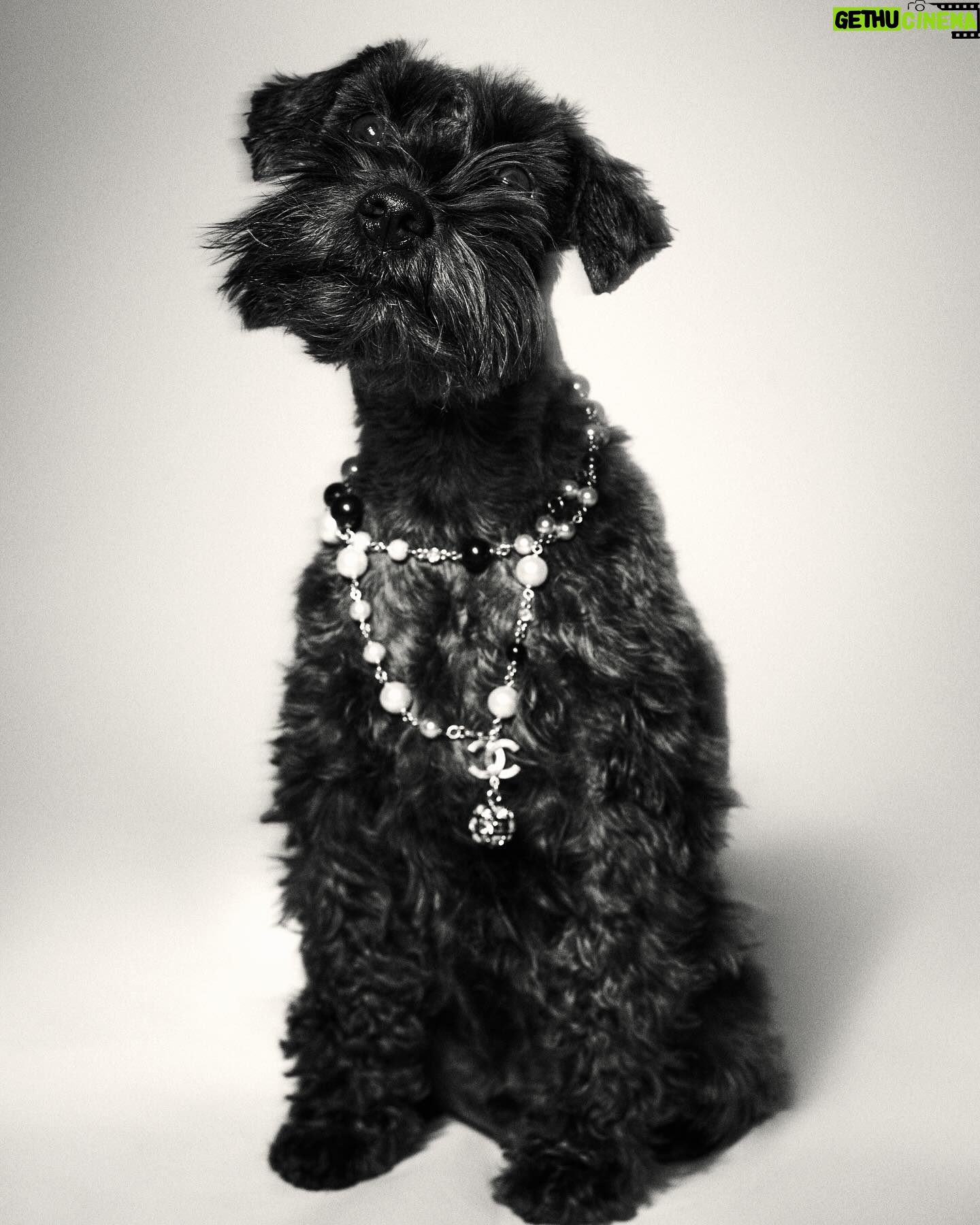 Eva Green Instagram - Thank you @lofficielliechtenstein and @gracemaier for letting me and Mister Winston play dress up with @rachell_photo . I think Winston’s ready for a full-time modelling career 🤩 Stylist : @annalenasophie_g Hair : @perrinerougemonthair Makeup : @harold_james