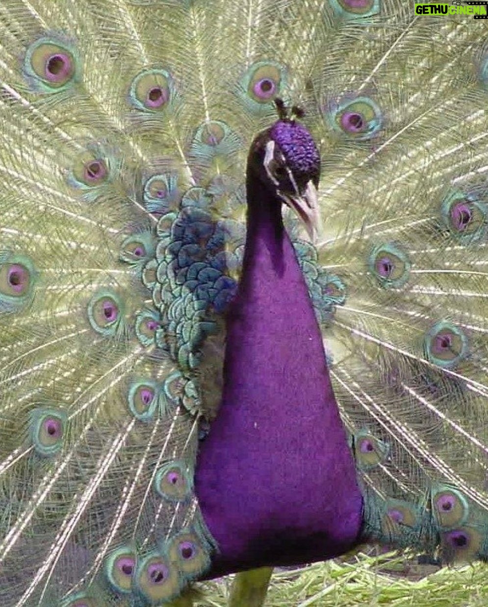 Eva Soriano Instagram - PAVO REAL PAVO REAL VIIIVVAAA LA NUMERASAOOO 🦚🦚🦚 @festivaldeibiza