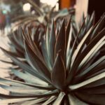 Evangeline Lilly Instagram – I just left Los Angeles. In my 20 years as an actress, I have so rarely been in LA. The odd time that I am (once every year or two) I am always struck by the intensity of the energy in that city…a frenetic buzz hangs in the air. It can be difficult to settle my heart, mind, body and soul. I can’t imagine how difficult it would be to stay grounded, and centered, and in flow if I lived there. And whenever I am in LA, I am also always struck by how beauty can be found everywhere.

I am a country girl. I love the forest and the mountains, trees and streams, brooks and bugs. But, even when in this city, as long as I can feel living things around me, my soul can find peace. 🌱

#LA #losangeles #succulents #greenery #plants #nature #city #peace #mentalhealth
