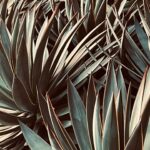 Evangeline Lilly Instagram – I just left Los Angeles. In my 20 years as an actress, I have so rarely been in LA. The odd time that I am (once every year or two) I am always struck by the intensity of the energy in that city…a frenetic buzz hangs in the air. It can be difficult to settle my heart, mind, body and soul. I can’t imagine how difficult it would be to stay grounded, and centered, and in flow if I lived there. And whenever I am in LA, I am also always struck by how beauty can be found everywhere.

I am a country girl. I love the forest and the mountains, trees and streams, brooks and bugs. But, even when in this city, as long as I can feel living things around me, my soul can find peace. 🌱

#LA #losangeles #succulents #greenery #plants #nature #city #peace #mentalhealth