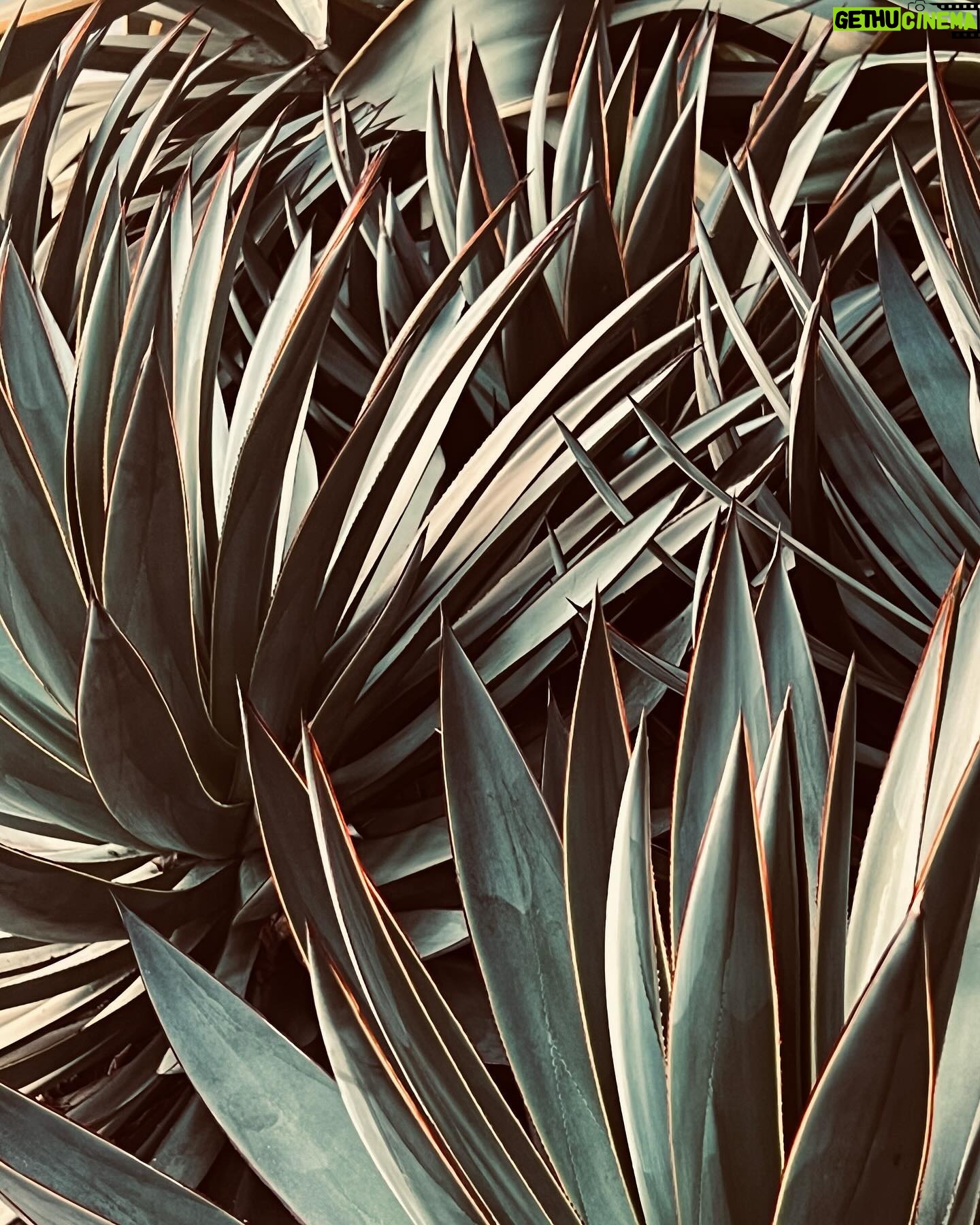 Evangeline Lilly Instagram - I just left Los Angeles. In my 20 years as an actress, I have so rarely been in LA. The odd time that I am (once every year or two) I am always struck by the intensity of the energy in that city...a frenetic buzz hangs in the air. It can be difficult to settle my heart, mind, body and soul. I can't imagine how difficult it would be to stay grounded, and centered, and in flow if I lived there. And whenever I am in LA, I am also always struck by how beauty can be found everywhere. I am a country girl. I love the forest and the mountains, trees and streams, brooks and bugs. But, even when in this city, as long as I can feel living things around me, my soul can find peace. π± #LA #losangeles #succulents #greenery #plants #nature #city #peace #mentalhealth
