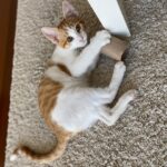 Ezgi Şenler Instagram - Allahım neden bu kadar güzel,şapşal ve salak yarattın 😍❤️🐾🍯 #4monthscat