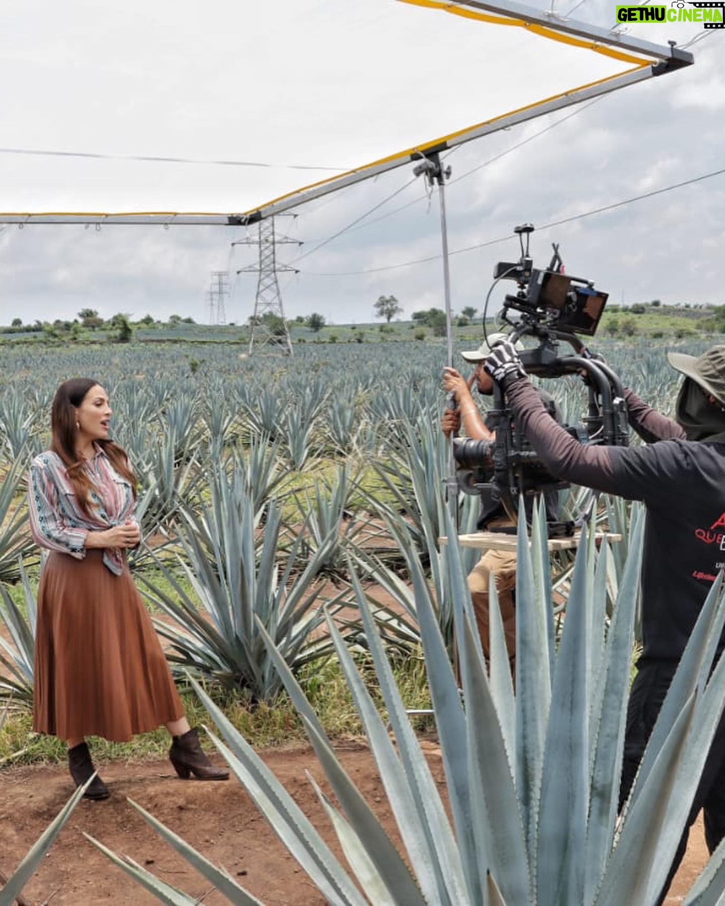 Fabiola Campomanes Instagram - En 1998 se grabo la telenovela Azul Tequila , y hasta ahora regresé a grabar a estos campos de agave azul ,que me emocionan tanto. Orgullosamente Tequilera 😁 les mando ❤️❤️❤️