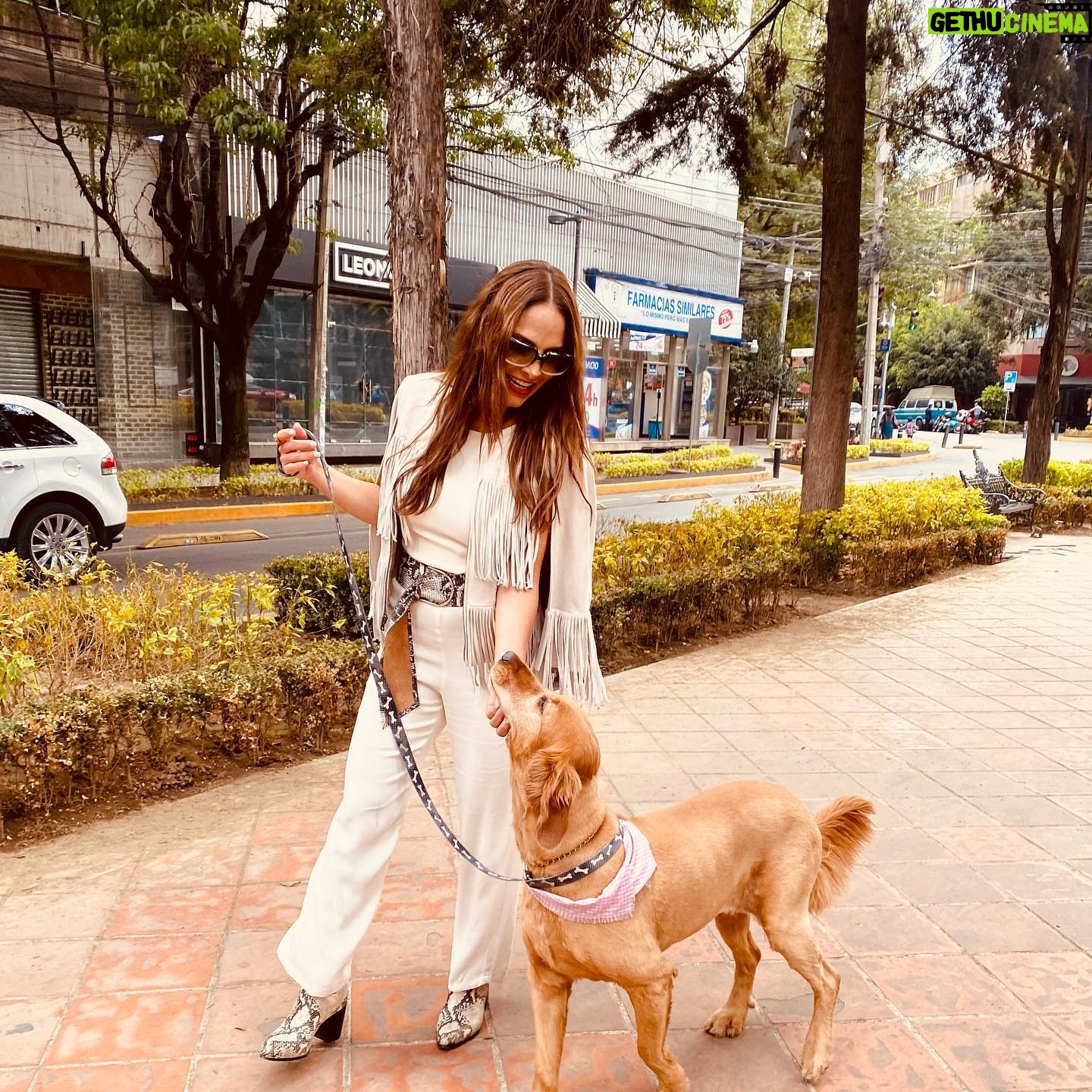 Fabiola Campomanes Instagram - Gracias por este regalo de vida !! Penny te amo ❤️ y amo tu corte de @petsocietymx