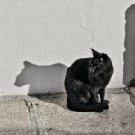 Farhan Akhtar Instagram – Shade of shadow ♥️ #feline #faroutdoors #citylife