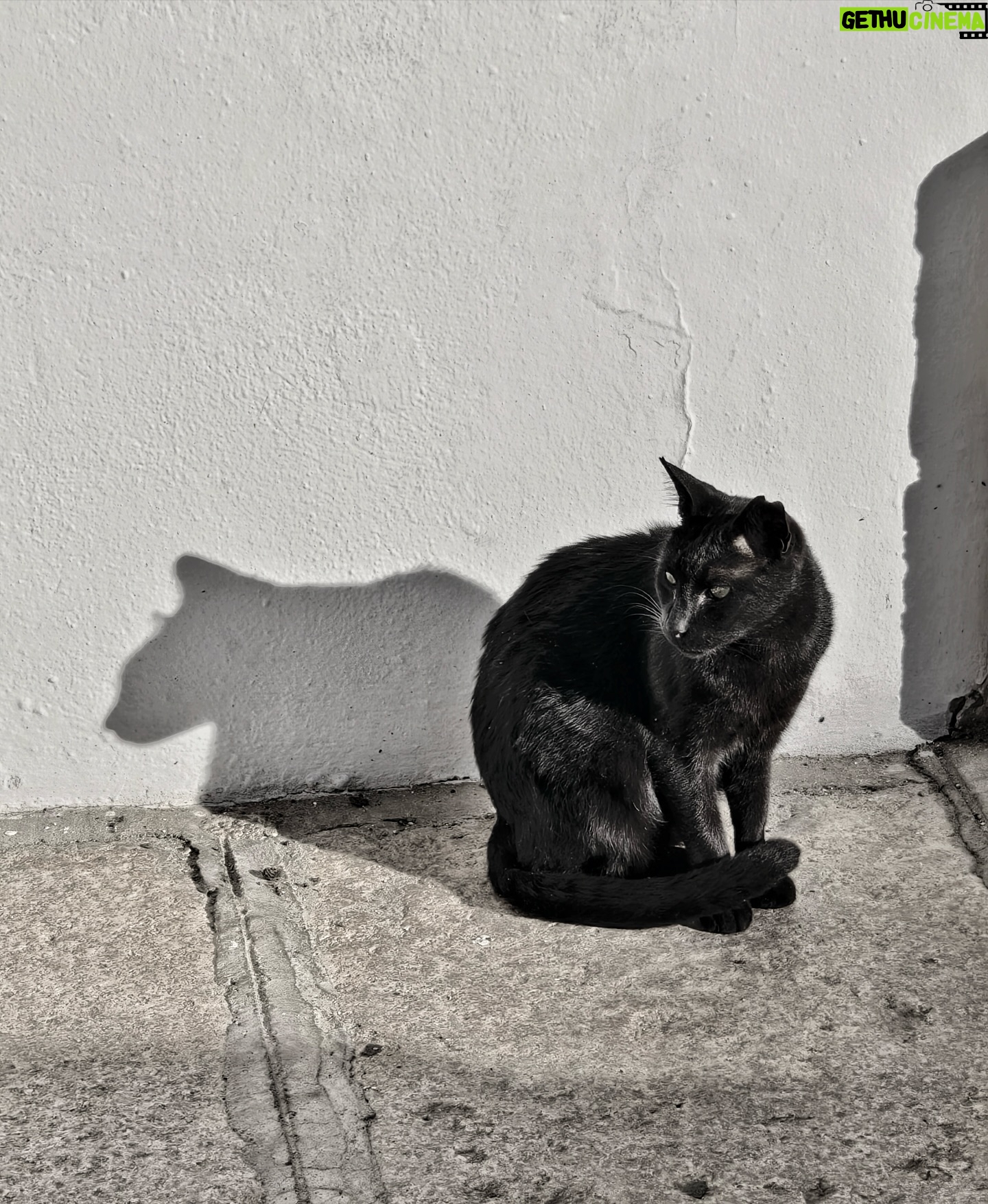 Farhan Akhtar Instagram - Shade of shadow ♥️ #feline #faroutdoors #citylife