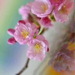 Fatemeh Motamed-Arya Instagram - درود وخوش امد به بهار و همه زيباييهاش سالي سرشارازمهر و شادي ،سالي با صلح و ارامش ارزو ميكنم در هر كجاي جهان كه هستيد نوروزتان خجسته 🌺