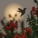 Fatemeh Motamed-Arya Instagram – پيام عشق و ارامش  براي مردمان سرزمينم ..از بلا بدور باشيد و از گزند نابخردان در امان