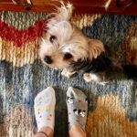 Fatima Sana Shaikh Instagram – It’s been 4 years and Bijli still judges me for wearing mismatched socks🧦

#bijlee
