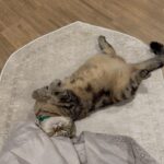 Fatin Afeefa Instagram – kucing untuk di let-go