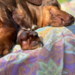Fernanda Metilli Instagram - Resulta que ahora a las fotos del CARRETE se le dice DUMP . Sólo te interesan las fotos de mis perros 🐶