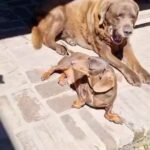 Fernanda Metilli Instagram - Mientras tanto en Capital … . El equipo del amor 🥰 @ranchooaparte Cuidando a Pantuflas y Chancleta en el mejor lugar del mundo para perros 🐶 . @danidolajczuk @paseosroma La mejor , hace años que se conocen con Patrañas 🐈‍⬛ pero nunca habían estado solos (SIN LOS DEMANDANTES PERROS 🐶) así q esta vez se hicieron muy amigos 🥰♥️ . Siempre todo ES EN EQUIPO . La vida ES EN EQUIPO ♥️