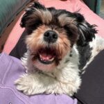 Fernanda Metilli Instagram - Resulta que ahora a las fotos del CARRETE se le dice DUMP . Sólo te interesan las fotos de mis perros 🐶