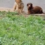 Fernanda Metilli Instagram - El VERDADERO romance del ♥️VERANO ♥️ estoy desmayada de amor con estos enanos . Gracias @ranchooaparte cuando vuelva a ser perro (xq es OBVIO q en mis vidas anteriores fui PERR@) , quiero ir a vivir con vos ERI ♥️ . PD: Sí. ERI les habla igual que yo 🤣♥️