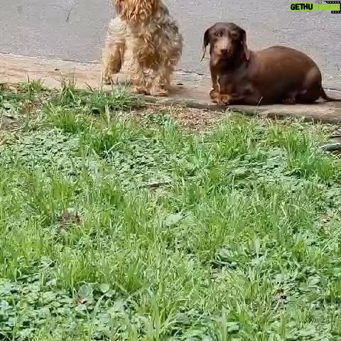 Fernanda Metilli Instagram - El VERDADERO romance del ♥️VERANO ♥️ estoy desmayada de amor con estos enanos . Gracias @ranchooaparte cuando vuelva a ser perro (xq es OBVIO q en mis vidas anteriores fui PERR@) , quiero ir a vivir con vos ERI ♥️ . PD: Sí. ERI les habla igual que yo 🤣♥️