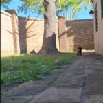 Fernanda Metilli Instagram - Un paseíto con Pantufli 🤭 #perro #perrosalchicha #dog #paseo