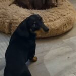 Fernanda Metilli Instagram - Conflictos de invierno...en este caso, Nelson y Pantuflas no pueden resolver el tema con la camita...estamos en problemas!!!🙄🥶🤭🐶 @fermetilli @alejandrina.2610