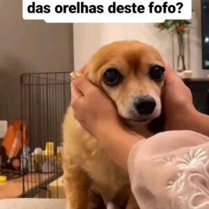 Filomena Cautela Instagram - Certo... É identificar quem tem canitos.
Via @fourlegs001