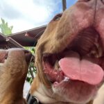 Finneas O’Connell Instagram – Tried to take a picture of mom, dogs fucked it up. Love you so much mom, happy Mother’s Day! I feel so so so deeply lucky to be your son every day and the world is so much better off because of your existence