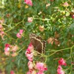 Fiona Palomo Instagram – 🌻🦋 Primavera, amigos, y mariposa a la film 💐🌷