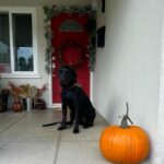 Fivel Stewart Instagram - beware of dog🎃