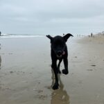 Fivel Stewart Instagram - this is Boh, at the dog beach 🖤🥹 📸. @nicolegotko