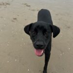 Fivel Stewart Instagram - this is Boh, at the dog beach 🖤🥹 📸. @nicolegotko