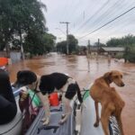 Foquinha Instagram - É muito triste o que está acontecendo no Rio Grande do Sul! Toda minha solidariedade 😔 Coloquei aqui alguns perfis que estão fazendo um trabalho importante de doações e que eu optei por doar. Mas adicionem nos comentários mais perfis e perfis/contatos que estão auxiliando no resgate via helicóptero, barco/jetski! 🚨Doações via pix: @cufars @cufabrasil - DOACOES@CUFA.ORG.BR @acaodacidadania - sos@acaodacidadania.org.br 🚨Ponto de coleta em São Paulo: @cruzvermelhasaopaulo Av. Moreira Guimarães, 699, todos os dias, 24 horas. @correiosoficial 🚨Resgate de animais: @deisefalci - Chave PIX: deisefalci@gmail.com @campobompracachorro - pix 24494672000169 @ongpatasanta pix contatopatasanta@gmail.com