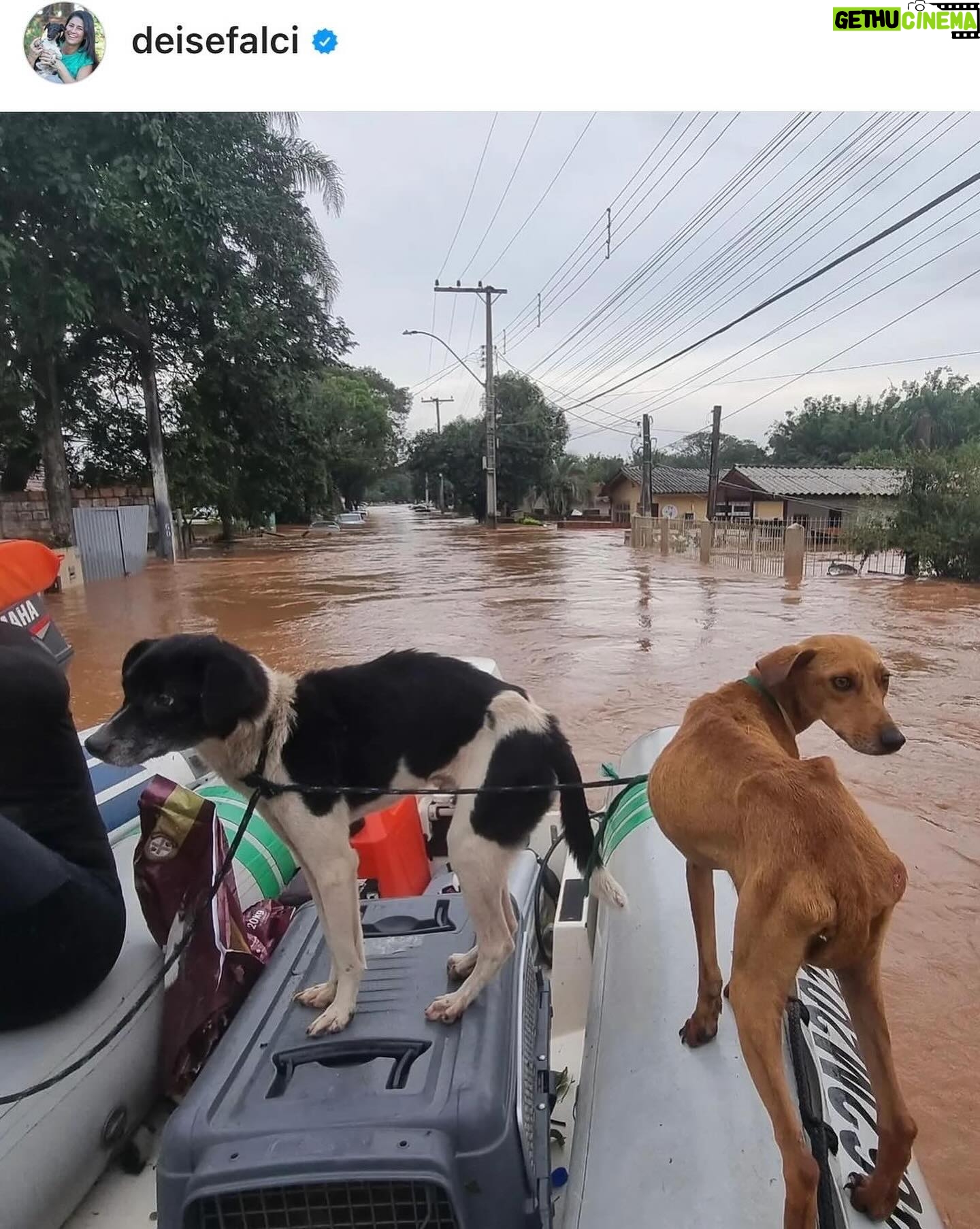 Foquinha Instagram - É muito triste o que está acontecendo no Rio Grande do Sul! Toda minha solidariedade 😔 Coloquei aqui alguns perfis que estão fazendo um trabalho importante de doações e que eu optei por doar. Mas adicionem nos comentários mais perfis e perfis/contatos que estão auxiliando no resgate via helicóptero, barco/jetski! 🚨Doações via pix: @cufars @cufabrasil - DOACOES@CUFA.ORG.BR @acaodacidadania - sos@acaodacidadania.org.br 🚨Ponto de coleta em São Paulo: @cruzvermelhasaopaulo Av. Moreira Guimarães, 699, todos os dias, 24 horas. @correiosoficial 🚨Resgate de animais: @deisefalci - Chave PIX: deisefalci@gmail.com @campobompracachorro - pix 24494672000169 @ongpatasanta pix contatopatasanta@gmail.com