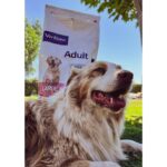 Francini Amaral Instagram - 🐶❤️ Hace un mes mis cachorros empezaron a comer Virbac… Es un alimento francés , alto en proteína, bajo en carbohidratos y con un perfil preventivo de enfermedades... Les gusta tanto que tb lo utilizo como premio ❤️