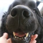 Francini Amaral Instagram - Que difícil y triste va ser escribir este post. Santo falleció en la madrugada y tengo el corazón roto. El alma partida en pedazos… no me conformo … Tan noble, tan compañero, tan baboso, tan buen perro… 7 años de mucho amor … nos dejaste millones de lindos recuerdos … Somos muchos los que lloramos tu partida Santito… eras único!!! Ahora puedes jugar con tu hermano Romeo y tu chica Boo… Te extraño y te extrañaré siempre … Te amo Santito