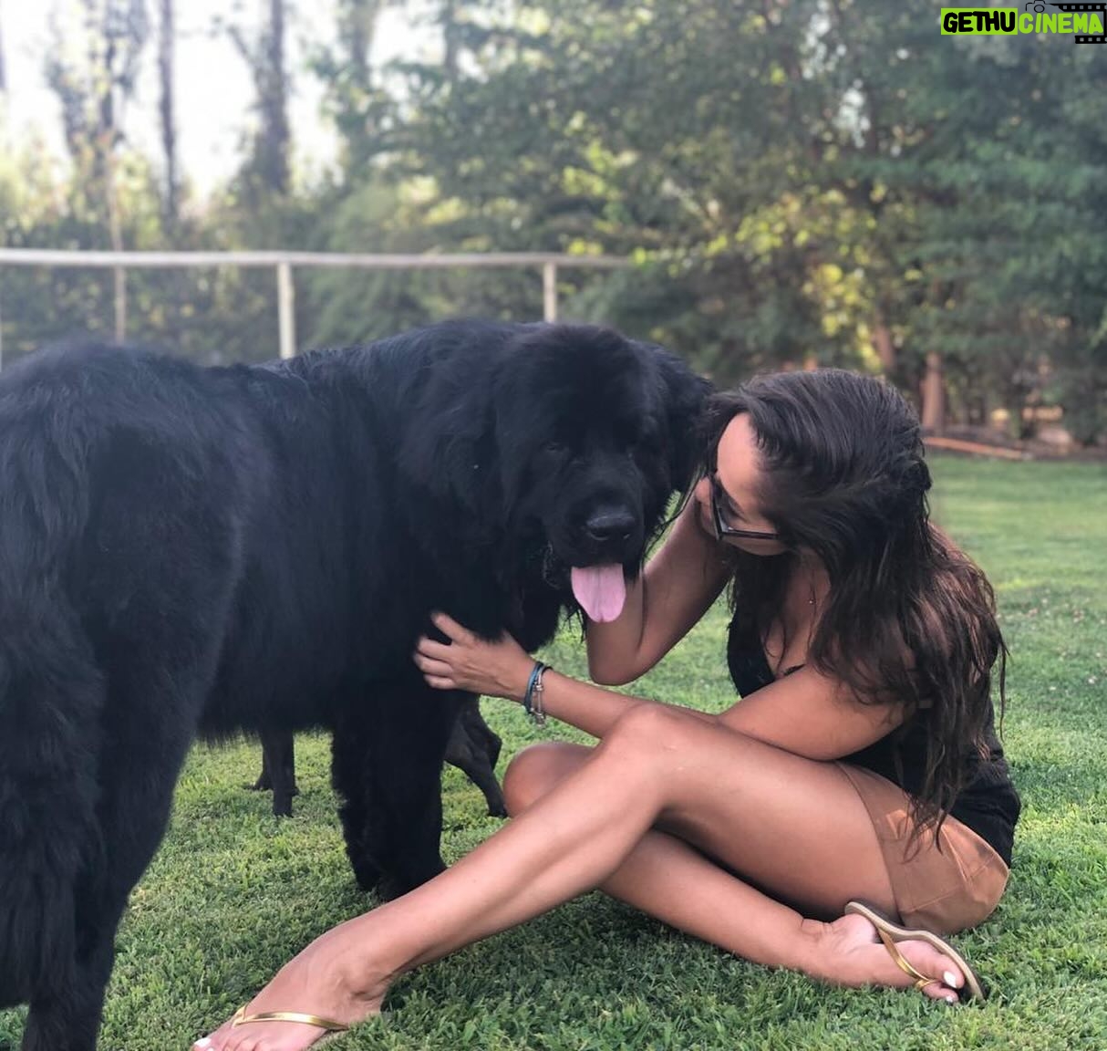 Francini Amaral Instagram - Que difícil y triste va ser escribir este post. Santo falleció en la madrugada y tengo el corazón roto. El alma partida en pedazos… no me conformo … Tan noble, tan compañero, tan baboso, tan buen perro… 7 años de mucho amor … nos dejaste millones de lindos recuerdos … Somos muchos los que lloramos tu partida Santito… eras único!!! Ahora puedes jugar con tu hermano Romeo y tu chica Boo… Te extraño y te extrañaré siempre … Te amo Santito