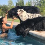 Francini Amaral Instagram - Que difícil y triste va ser escribir este post. Santo falleció en la madrugada y tengo el corazón roto. El alma partida en pedazos… no me conformo … Tan noble, tan compañero, tan baboso, tan buen perro… 7 años de mucho amor … nos dejaste millones de lindos recuerdos … Somos muchos los que lloramos tu partida Santito… eras único!!! Ahora puedes jugar con tu hermano Romeo y tu chica Boo… Te extraño y te extrañaré siempre … Te amo Santito