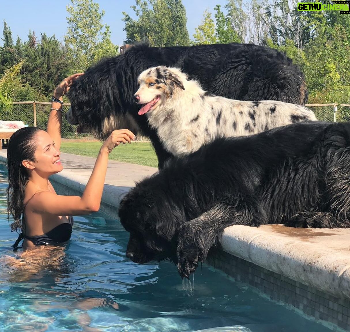 Francini Amaral Instagram - Que difícil y triste va ser escribir este post. Santo falleció en la madrugada y tengo el corazón roto. El alma partida en pedazos… no me conformo … Tan noble, tan compañero, tan baboso, tan buen perro… 7 años de mucho amor … nos dejaste millones de lindos recuerdos … Somos muchos los que lloramos tu partida Santito… eras único!!! Ahora puedes jugar con tu hermano Romeo y tu chica Boo… Te extraño y te extrañaré siempre … Te amo Santito