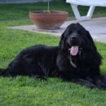 Francini Amaral Instagram - Que difícil y triste va ser escribir este post. Santo falleció en la madrugada y tengo el corazón roto. El alma partida en pedazos… no me conformo … Tan noble, tan compañero, tan baboso, tan buen perro… 7 años de mucho amor … nos dejaste millones de lindos recuerdos … Somos muchos los que lloramos tu partida Santito… eras único!!! Ahora puedes jugar con tu hermano Romeo y tu chica Boo… Te extraño y te extrañaré siempre … Te amo Santito