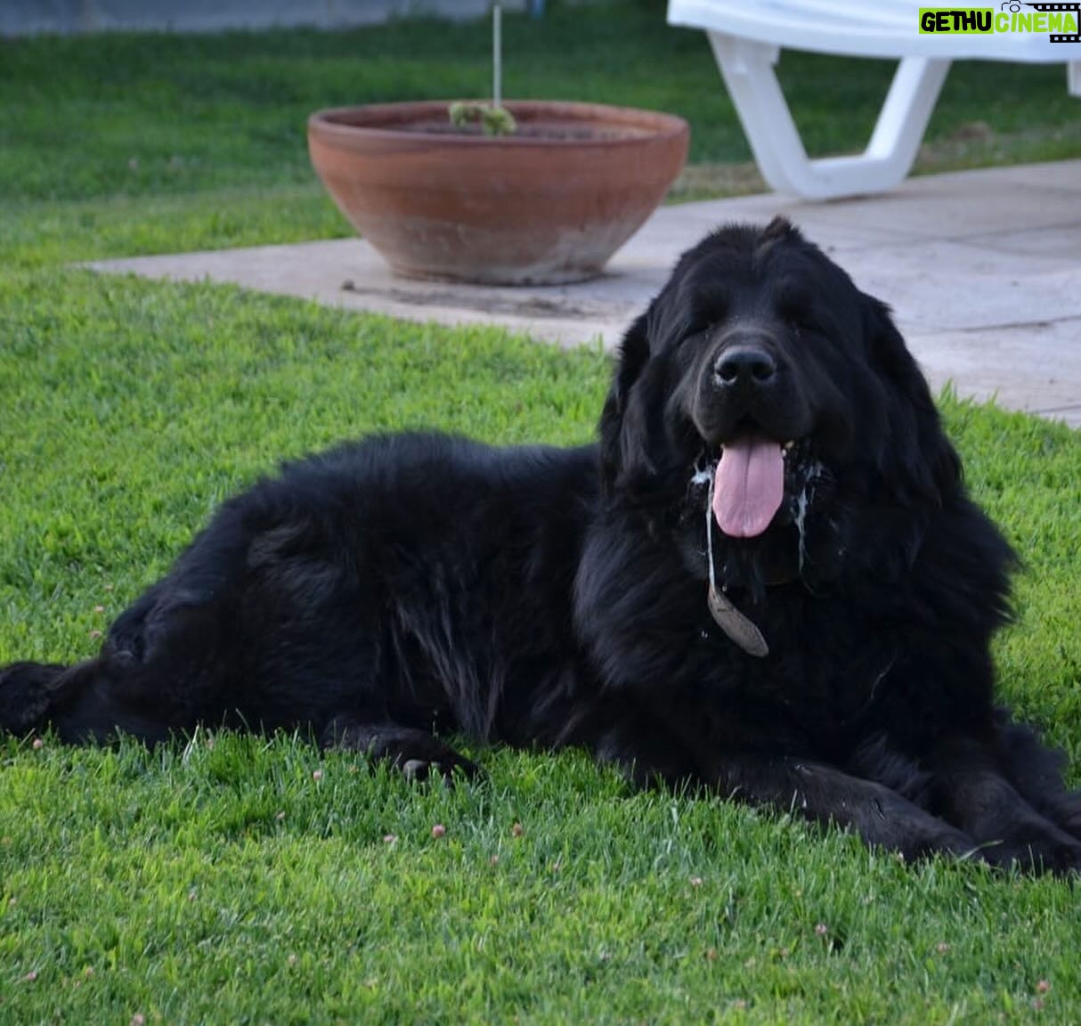 Francini Amaral Instagram - Que difícil y triste va ser escribir este post. Santo falleció en la madrugada y tengo el corazón roto. El alma partida en pedazos… no me conformo … Tan noble, tan compañero, tan baboso, tan buen perro… 7 años de mucho amor … nos dejaste millones de lindos recuerdos … Somos muchos los que lloramos tu partida Santito… eras único!!! Ahora puedes jugar con tu hermano Romeo y tu chica Boo… Te extraño y te extrañaré siempre … Te amo Santito