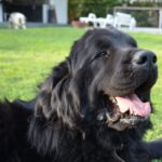 Francini Amaral Instagram - Que difícil y triste va ser escribir este post. Santo falleció en la madrugada y tengo el corazón roto. El alma partida en pedazos… no me conformo … Tan noble, tan compañero, tan baboso, tan buen perro… 7 años de mucho amor … nos dejaste millones de lindos recuerdos … Somos muchos los que lloramos tu partida Santito… eras único!!! Ahora puedes jugar con tu hermano Romeo y tu chica Boo… Te extraño y te extrañaré siempre … Te amo Santito